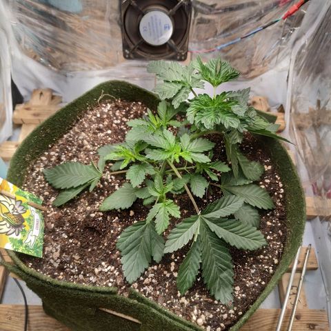 Cookies growlog timeline photo