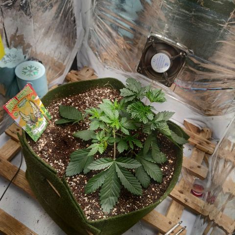 Cookies growlog timeline photo