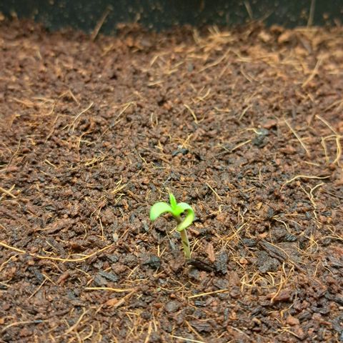 Sun of a Peach growlog photo: Eine Prinzessin 