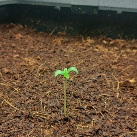 Sun of a Peach growlog timeline photo