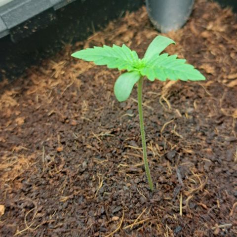 Sun of a Peach growlog timeline photo
