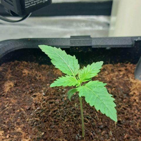 Sun of a Peach growlog timeline photo