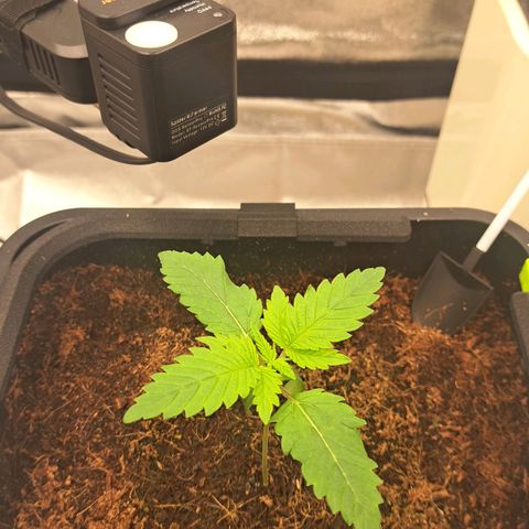 Sun of a Peach growlog timeline photo