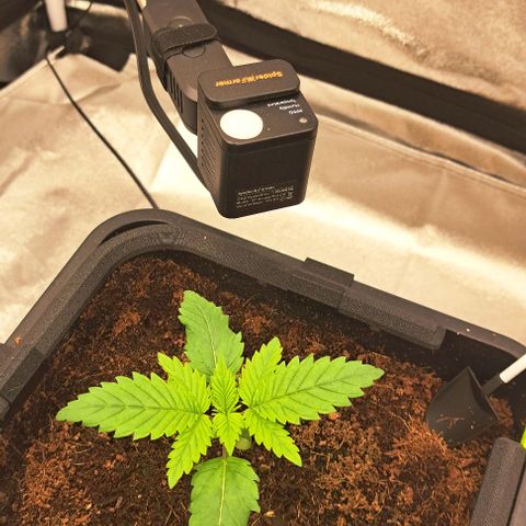 Sun of a Peach growlog timeline photo