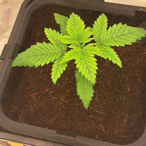 Sun of a Peach growlog timeline photo