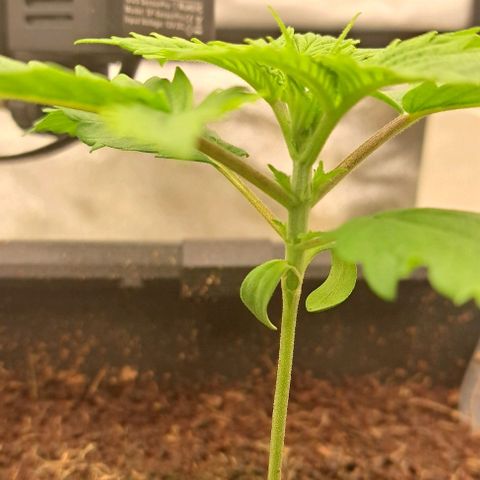 Sun of a Peach growlog timeline photo