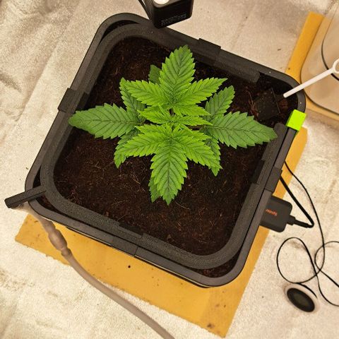Sun of a Peach growlog timeline photo