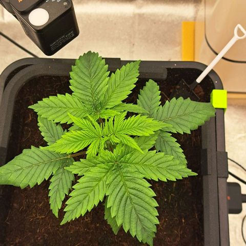 Sun of a Peach growlog timeline photo