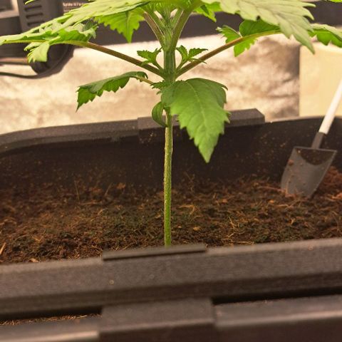 Sun of a Peach growlog timeline photo