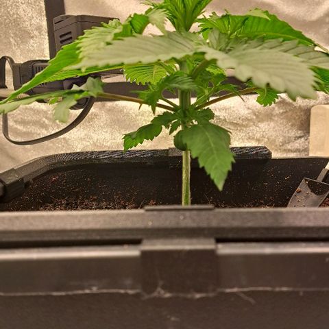 Sun of a Peach growlog timeline photo