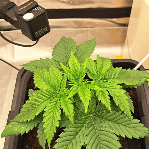 Sun of a Peach growlog timeline photo