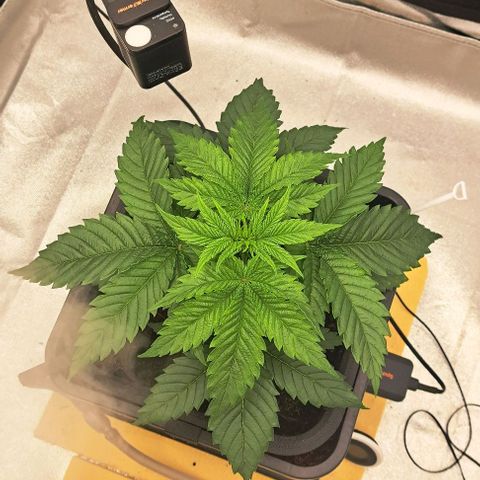 Sun of a Peach growlog timeline photo