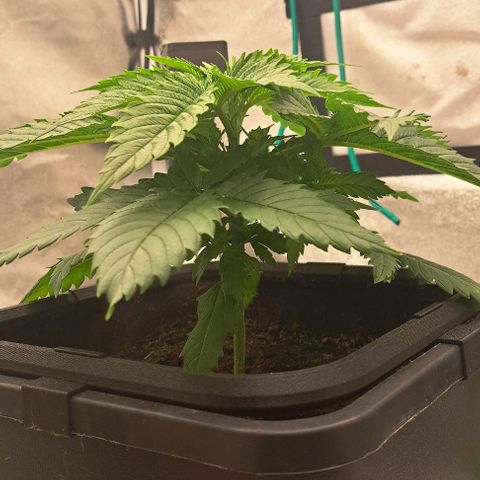 Sun of a Peach growlog timeline photo