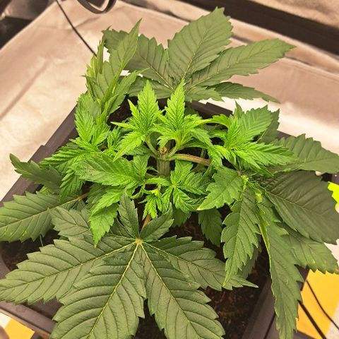 Sun of a Peach growlog photo: Starte mit 6 trieben. Nodes 2.3.4