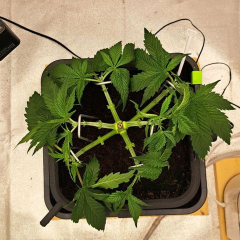 Sun of a Peach growlog timeline photo