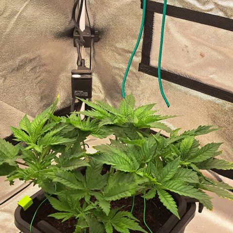 Sun of a Peach growlog timeline photo