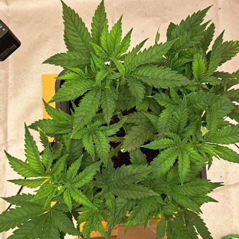 Sun of a Peach growlog timeline photo