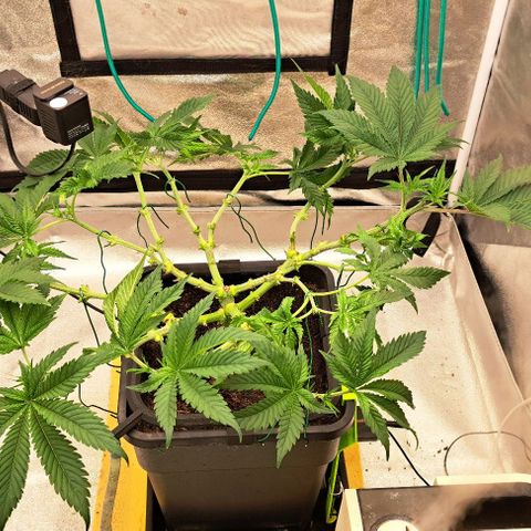 Sun of a Peach growlog timeline photo