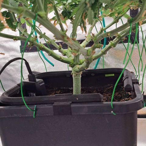 Sun of a Peach growlog timeline photo