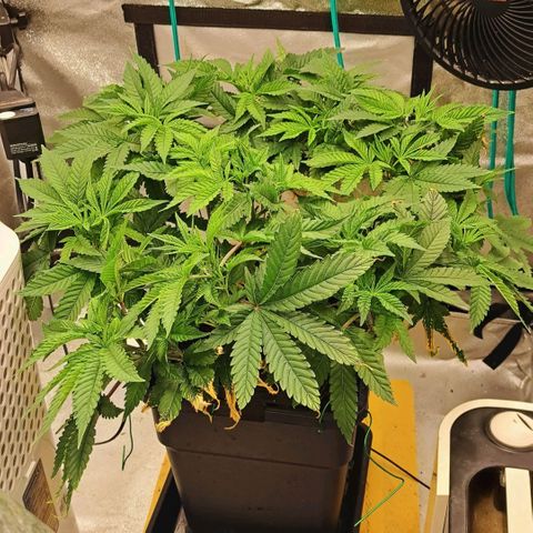 Sun of a Peach growlog timeline photo