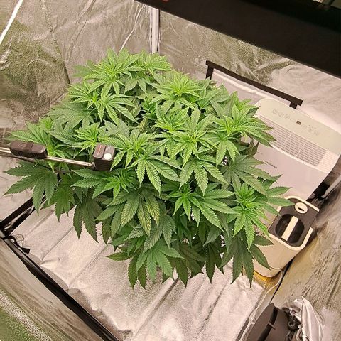 Sun of a Peach growlog timeline photo
