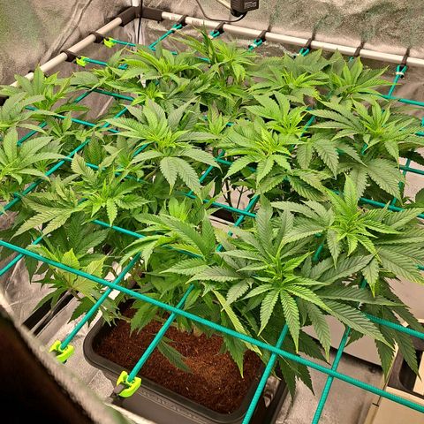 Sun of a Peach growlog timeline photo