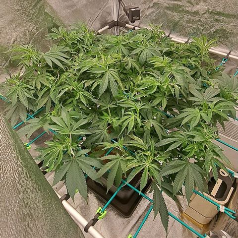 Sun of a Peach growlog timeline photo