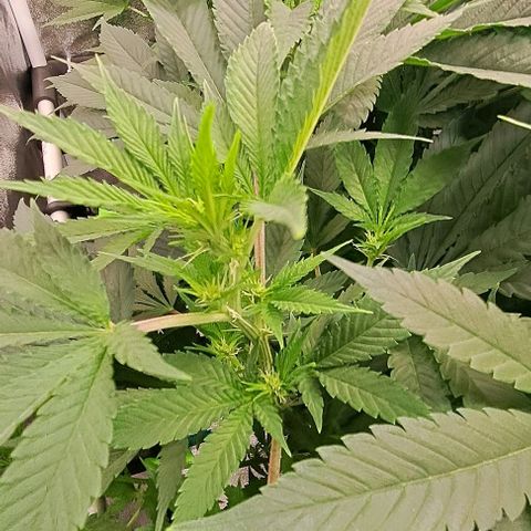 Sun of a Peach growlog timeline photo