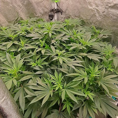 Sun of a Peach growlog timeline photo