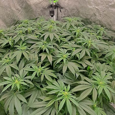 Sun of a Peach growlog timeline photo