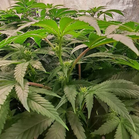 Sun of a Peach growlog timeline photo
