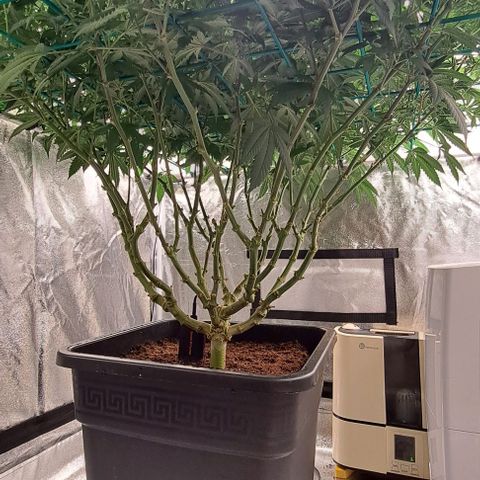 Sun of a Peach growlog timeline photo