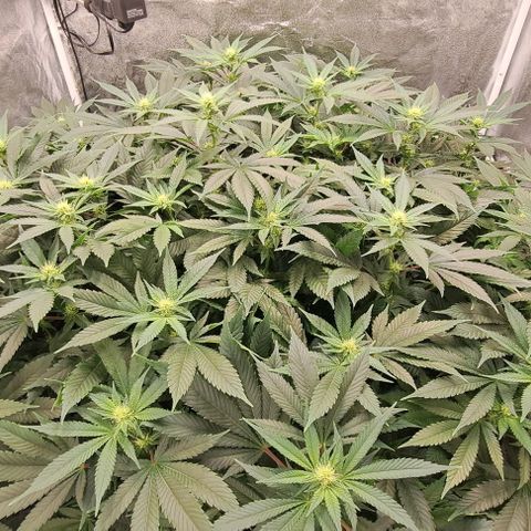 Sun of a Peach growlog timeline photo