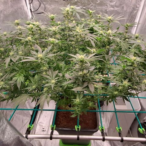 Sun of a Peach growlog timeline photo