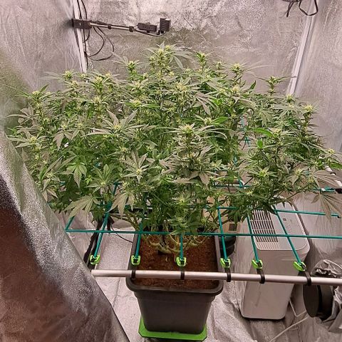 Sun of a Peach growlog timeline photo
