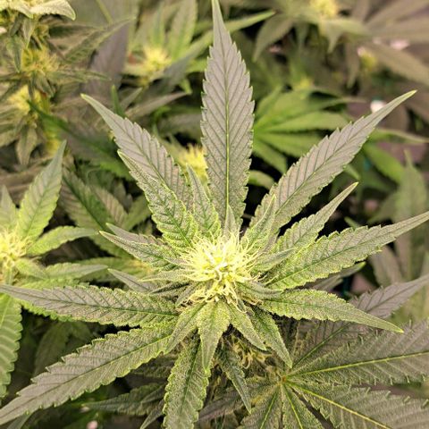Sun of a Peach growlog timeline photo