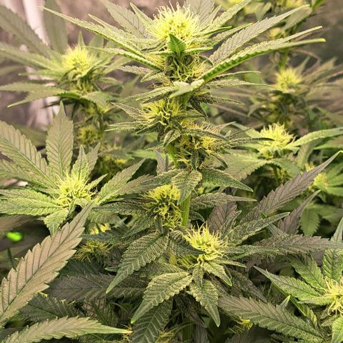 Sun of a Peach growlog timeline photo