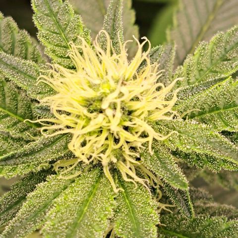 Sun of a Peach growlog timeline photo