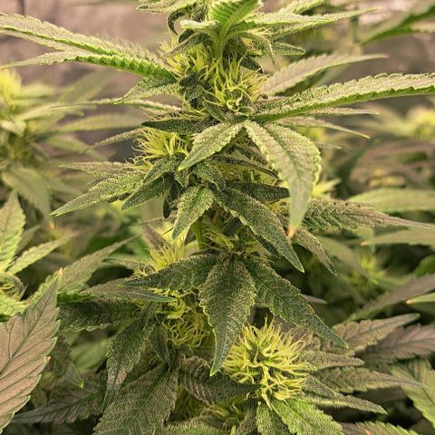 Sun of a Peach growlog timeline photo