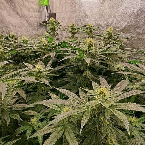 Sun of a Peach growlog timeline photo