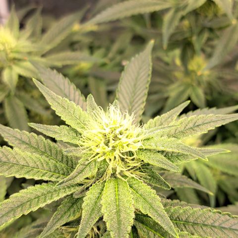 Sun of a Peach growlog timeline photo