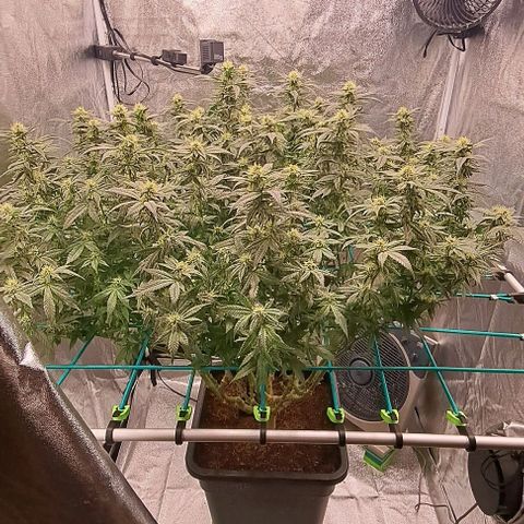 Sun of a Peach growlog timeline photo
