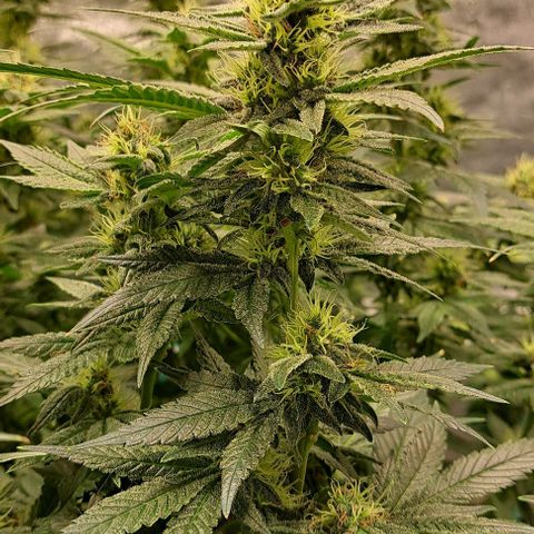 Sun of a Peach growlog timeline photo