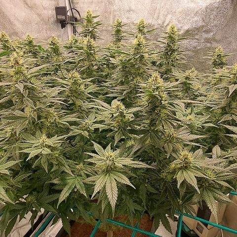 Sun of a Peach growlog timeline photo