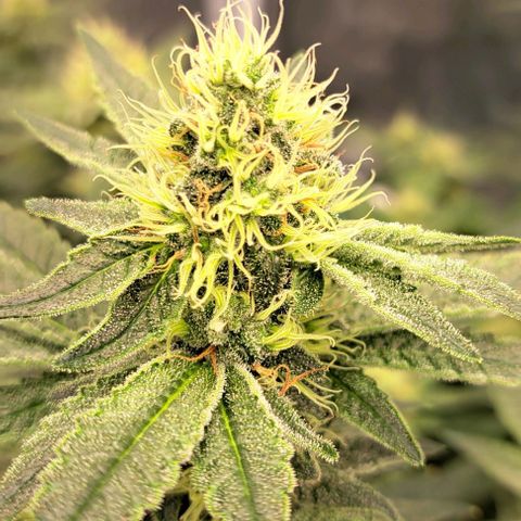 Sun of a Peach growlog timeline photo