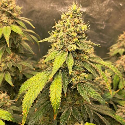 Sun of a Peach growlog timeline photo