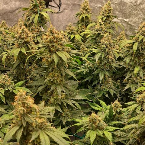 Sun of a Peach growlog timeline photo