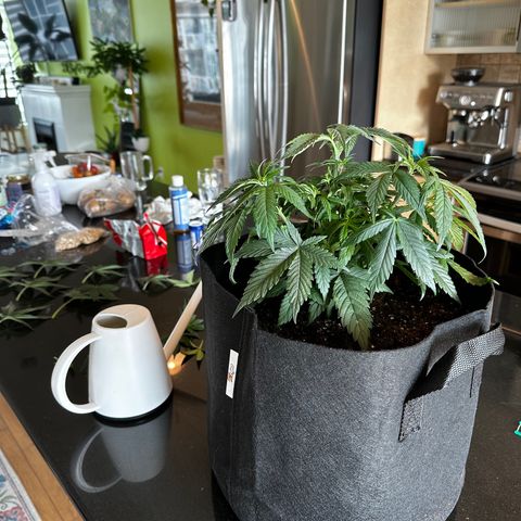 Barbra bud growlog photo: Trim 1
