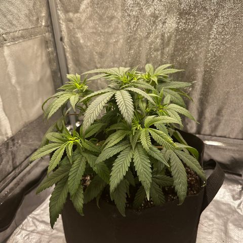 Barbra bud growlog photo: Trim 2