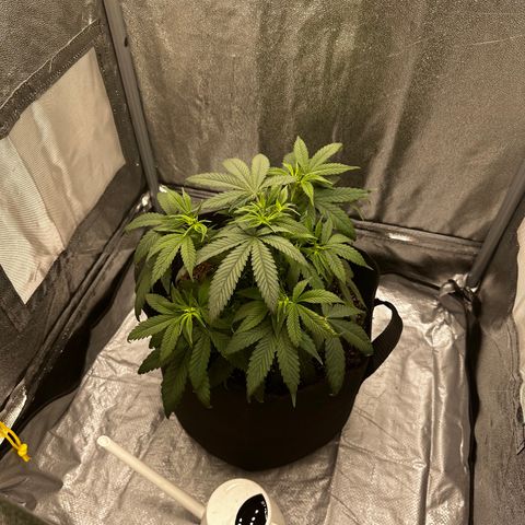 Barbra bud growlog photo: Trim 2